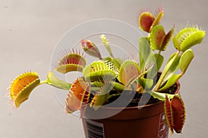 Predatory plant Dionea Venus flytrap close-up photo