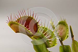 Predatory plant Dionea Venus flytrap close-up