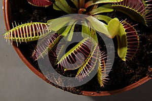 Predatory plant Dionea Venus flytrap close-up photo