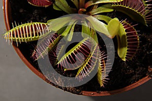 Predatory plant Dionea Venus flytrap close-up