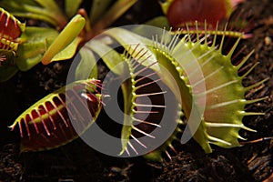 Predatory plant Dionea Venus flytrap close-up photo