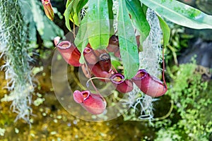 Predatory plant Nepenthes