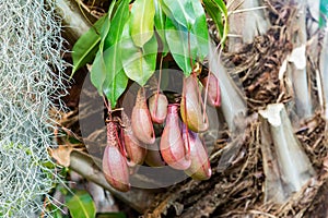 Predatory plant Nepenthes