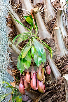 Predatory plant Nepenthes