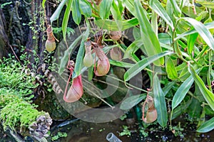 Predatory plant Nepenthes