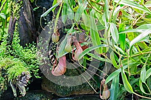 Predatory plant Nepenthes