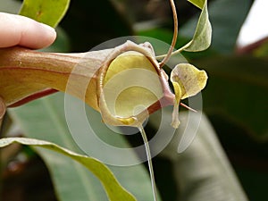 Predatory plant Nepenthes