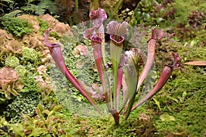 Predatory plant sarracenia among plants