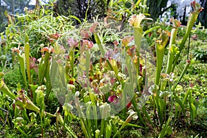 Predatory plant Sarratseniya