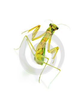 Predatory praying mantis isolated on white background.