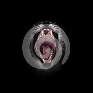 Predatory red hungry and voracious wide open cat`s mouth on a black background