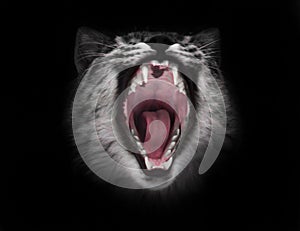 Predatory red hungry and voracious wide open cat`s mouth on a black background