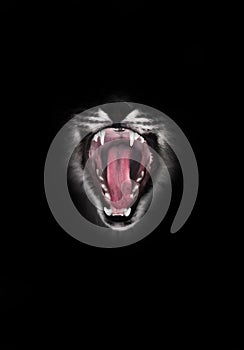 Predatory red hungry and voracious wide open cat`s mouth on a black background