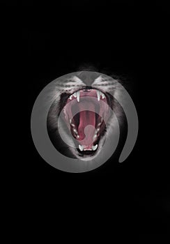 Predatory red hungry and voracious wide open cat`s mouth on a black background