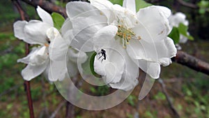 Predatory robber fly asilidae, ktyr, robber fly on blossoming spring flower of Apple tree