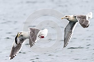 The Predatory Seagulls