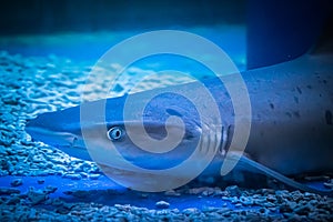 A predatory shark Selachimorpha awaits a prey at the bottom in dark water