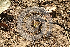 predatory single wasp attacked a bee. wasp predator