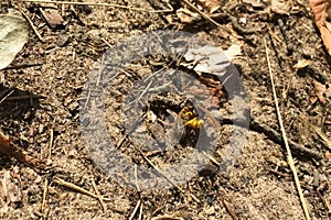 predatory single wasp attacked a bee. wasp predator