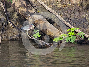 Predatory small green heron on the shore of reservoir catches food