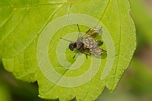 Predatory Snipe Fly - Genus Chrysopilus