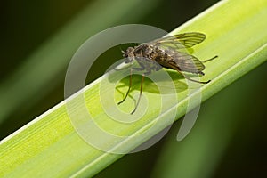 Predatory Snipe Fly - Genus Chrysopilus