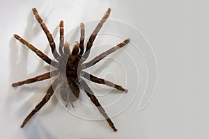 Predatory spider on white background.