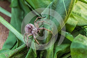 Predatory spider wolf on a green leaf