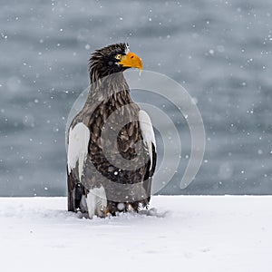 The Predatory Stellers Sea-eagle