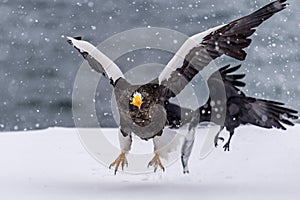 The Predatory Stellers Sea-eagle