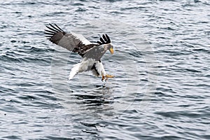 The Predatory Stellers Sea-eagle