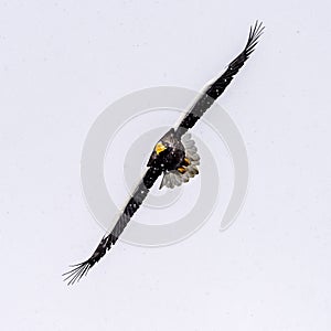 The Predatory Stellers Sea-eagle