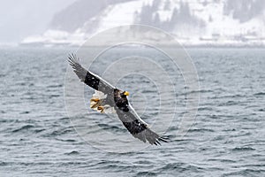 The Predatory Stellers Sea-eagle