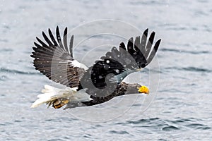 The Predatory Stellers Sea-eagle