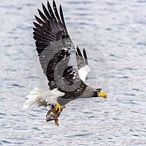 The Predatory Stellers Sea-eagle