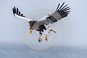 The Predatory Stellers Sea-eagle