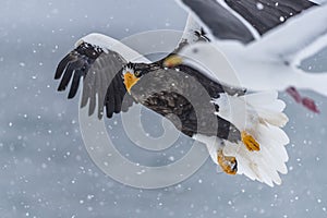 The Predatory Stellers Sea-eagle