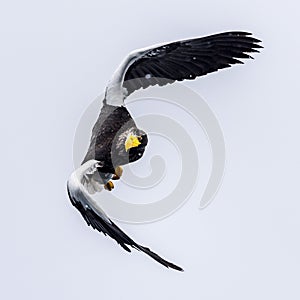 The Predatory Stellers Sea-eagle