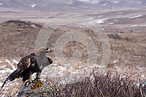 Predatory steppe eagle.