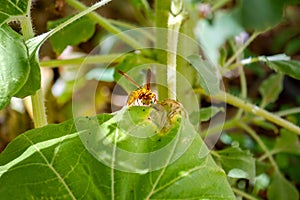 Predatory Wasp Eating Pest Larva on a Damaged Leaf of a Sunflower Plant