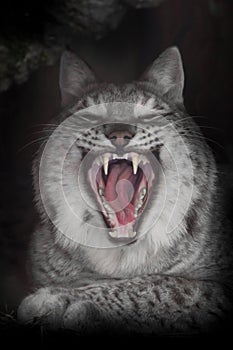 A predatory wide red mouth of a fat lazy lynx that yawns or growls