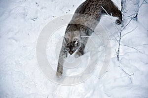 Predatory, wild life in pursuit of its prey in Finnish Lapland