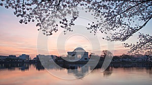 Predawn Cherry blossoms at Washington DC Tidal Basin