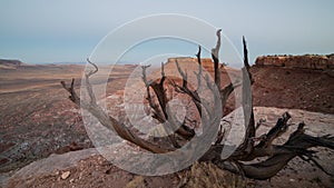 The predawn sky grows light and the moon sets in the distance as a dead tree frames the western tip of Gooseberry mesa in Southern