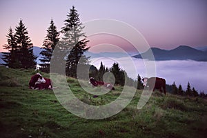 Predawn time in the mountains in summer. Cows in a mountain meadow and fog below in the valley