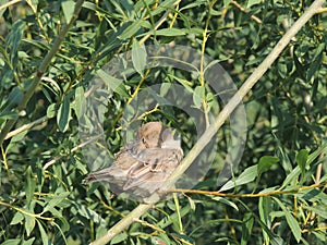 Preen House sparrow on a branch of a willow, female