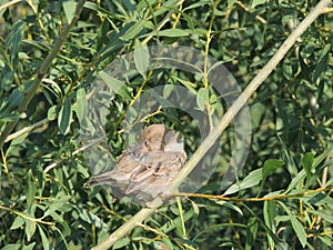 Preen House sparrow on a branch of a willow, female photo
