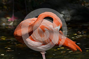 Preening American Flamingo