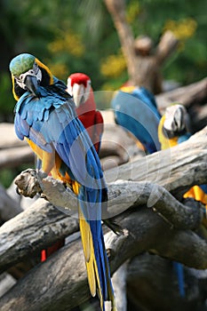 Preening blue & yellow parrot