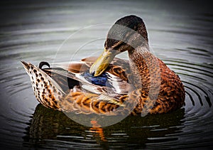 Preening duck feathers